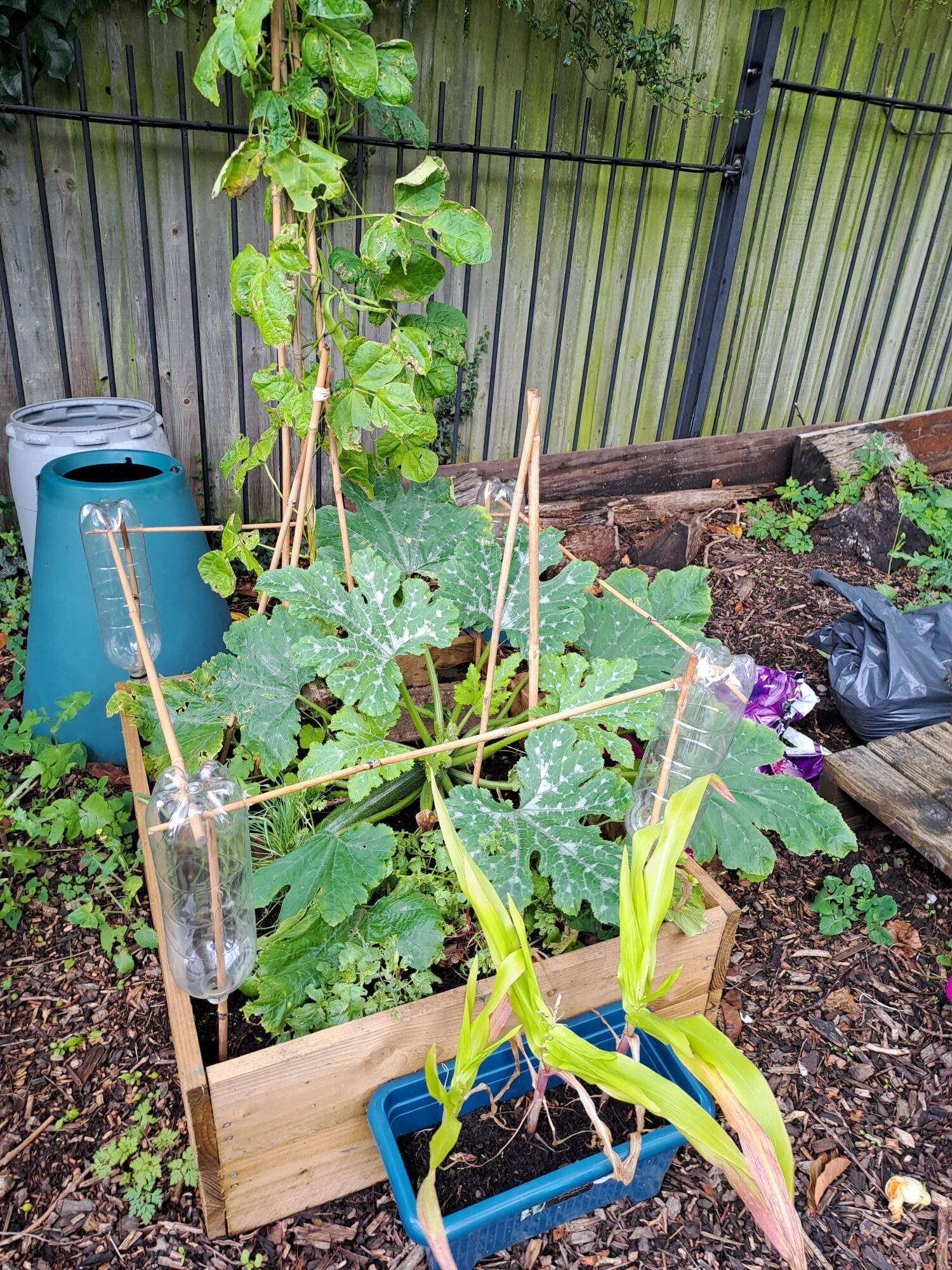 harvest time